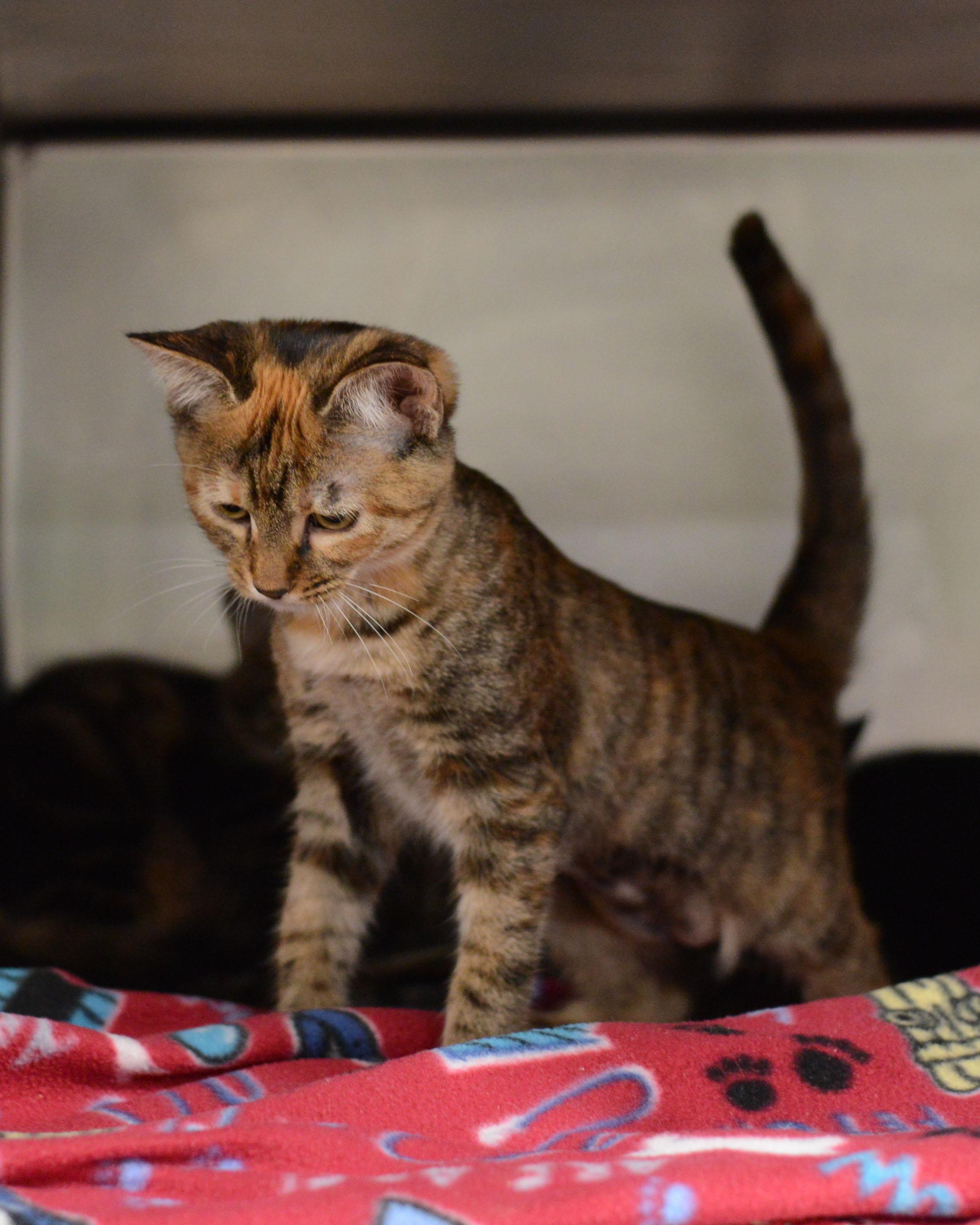 Sierra, an adopted Domestic Short Hair in Bishop, GA image 2/4