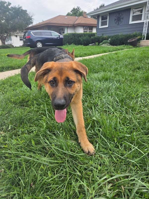 Enlarge Whiskey, a Adopted German Shepherd Dog in Racine, WI image 2/6