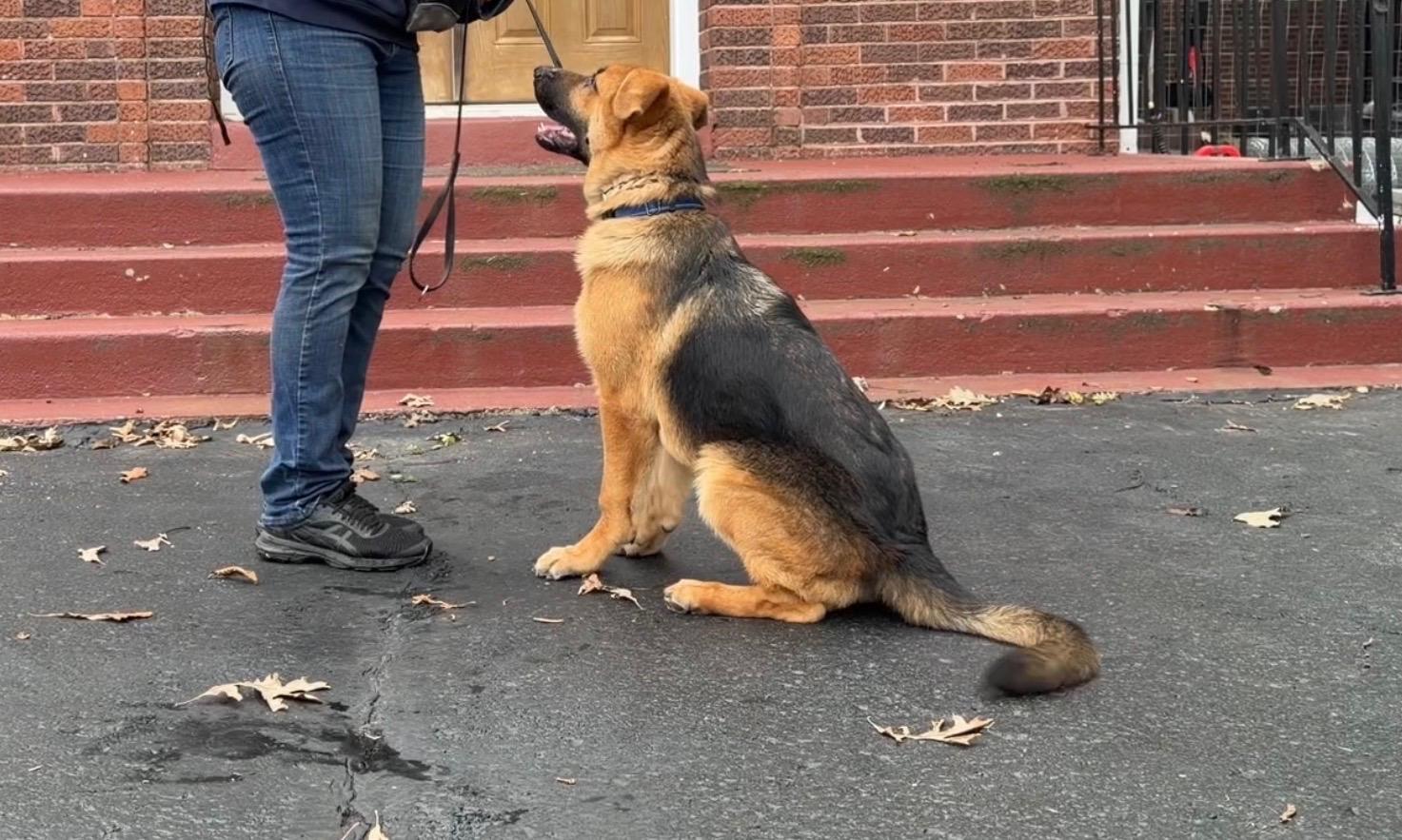 Enlarge Whiskey, a Adopted German Shepherd Dog in Racine, WI image 6/6
