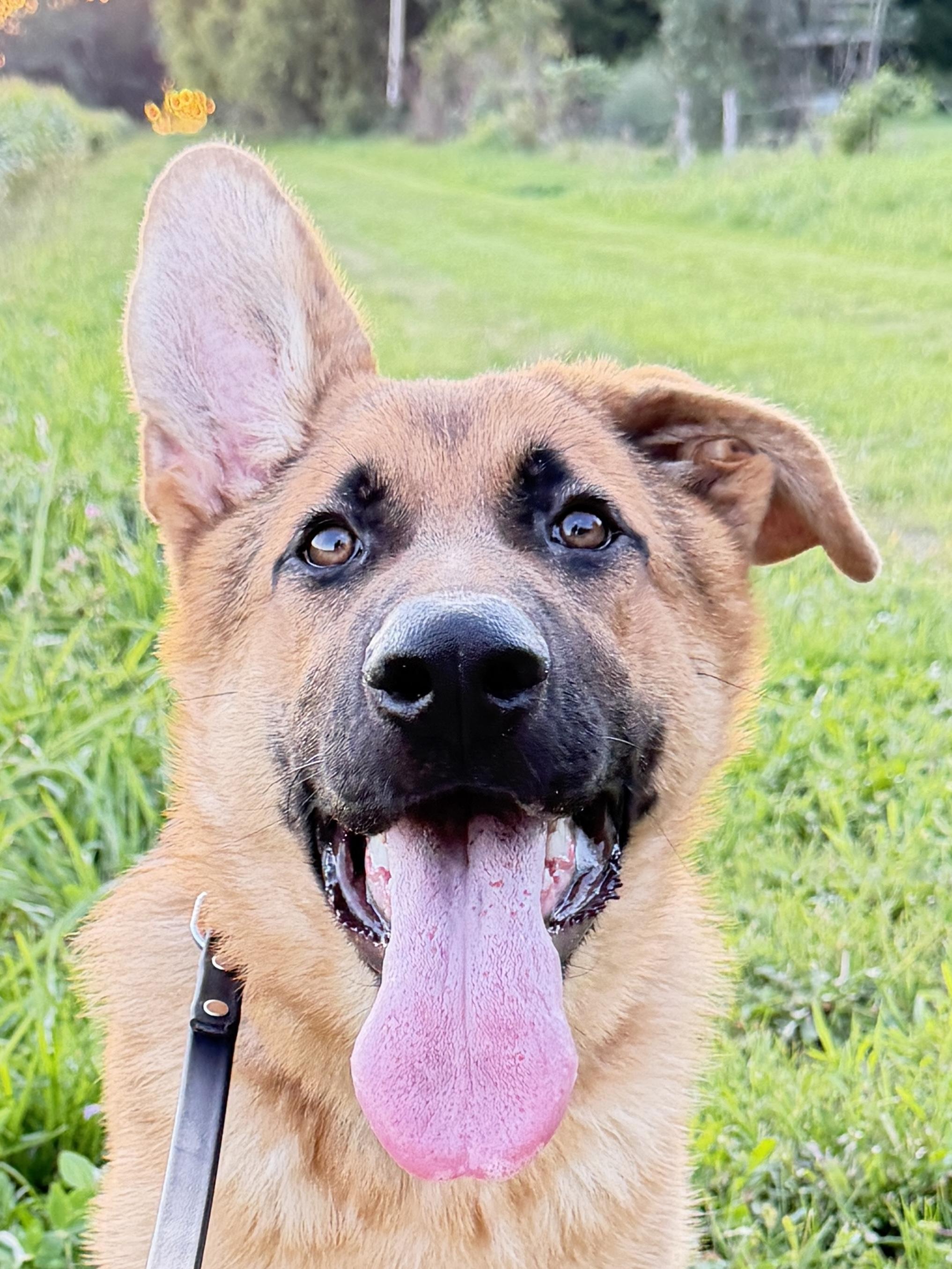 Enlarge Whiskey, a Adopted German Shepherd Dog in Racine, WI image 3/6