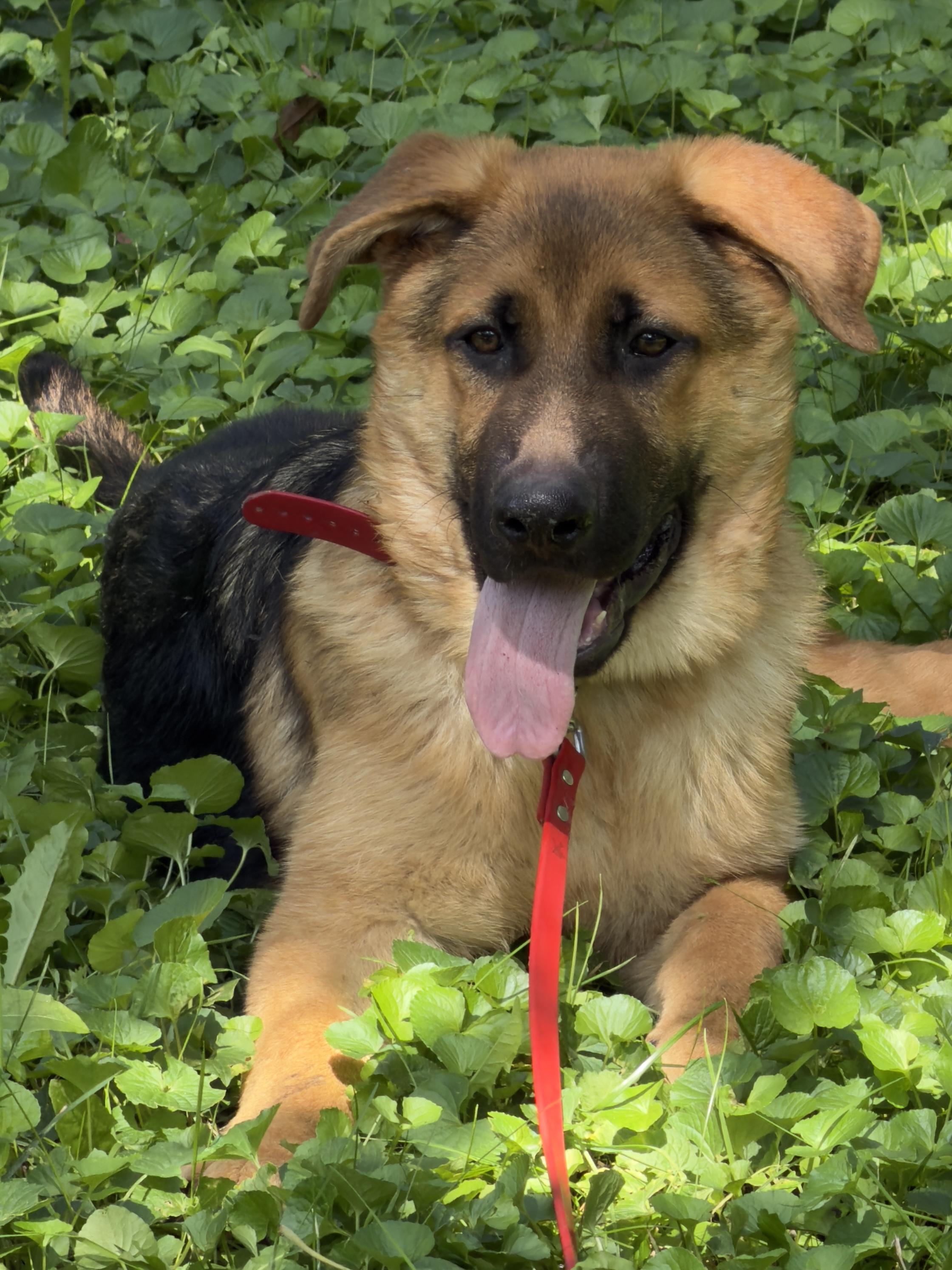 Enlarge Whiskey, a Adopted German Shepherd Dog in Racine, WI image 4/6