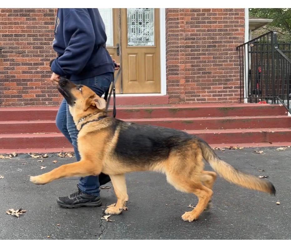 Enlarge Whiskey, a Adopted German Shepherd Dog in Racine, WI image 5/6