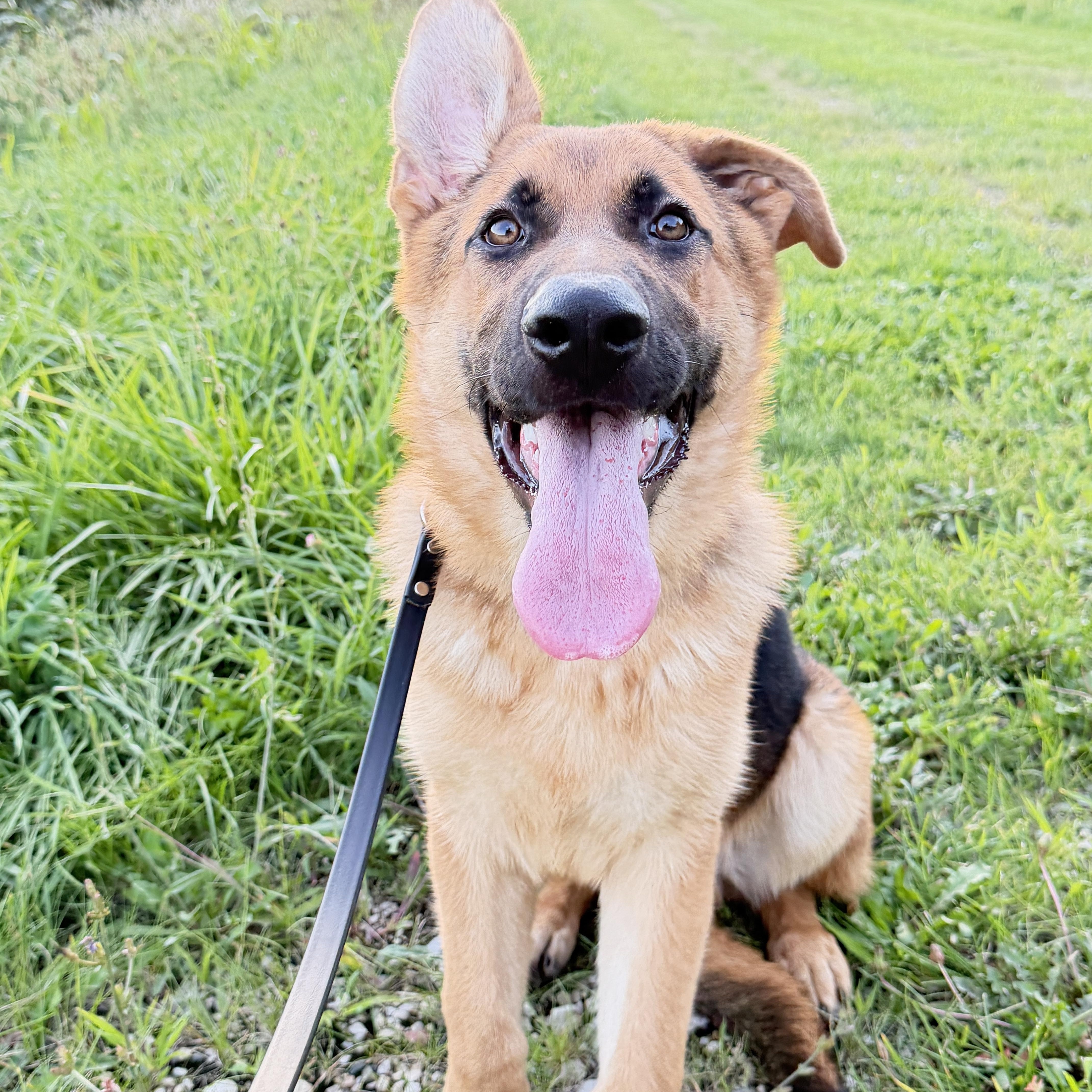 Enlarge Whiskey, a Adopted German Shepherd Dog in Racine, WI image 1/6