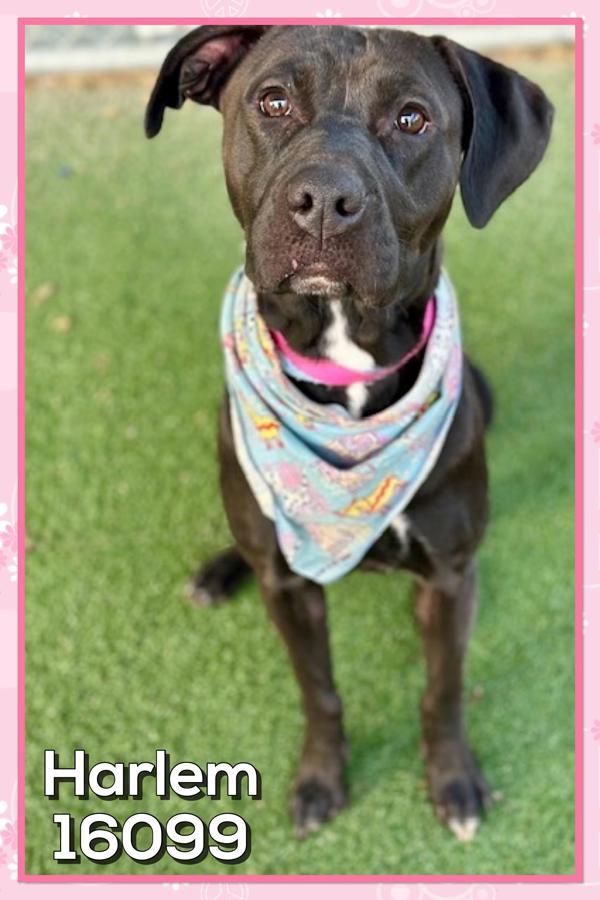 Enlarge Harlem (872), a Adoptable mixed breed in Marietta, GA image 1/3