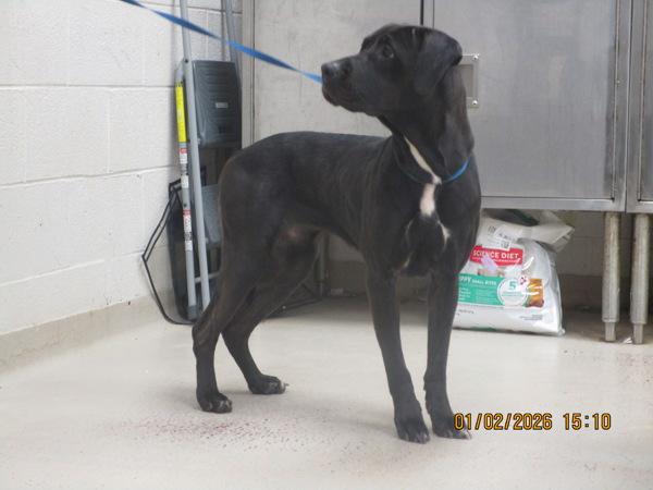 Enlarge Harlem (872), a Adoptable mixed breed in Marietta, GA image 5/5