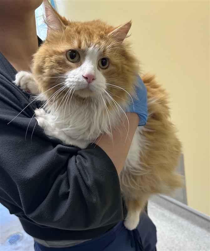 Enlarge Tigger, a Adopted Domestic Long Hair in Elk Grove, CA image 1/3