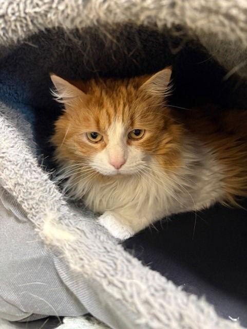 Enlarge Tigger, a Adopted Domestic Long Hair in Elk Grove, CA image 2/3
