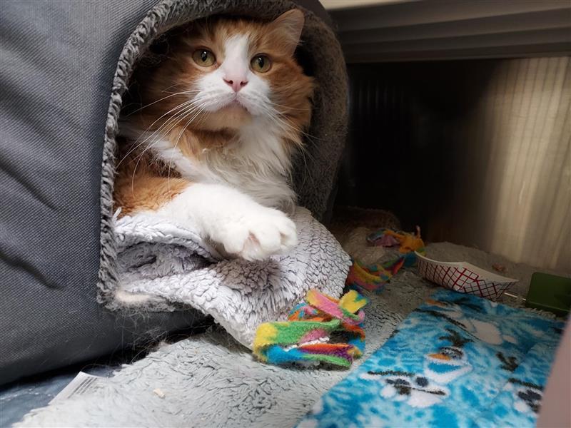 Enlarge Tigger, a Adopted Domestic Long Hair in Elk Grove, CA image 3/3