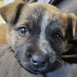 Enlarge Daffodil , a ADOPTABLE mixed breed in Edgewood, NM image 1/1