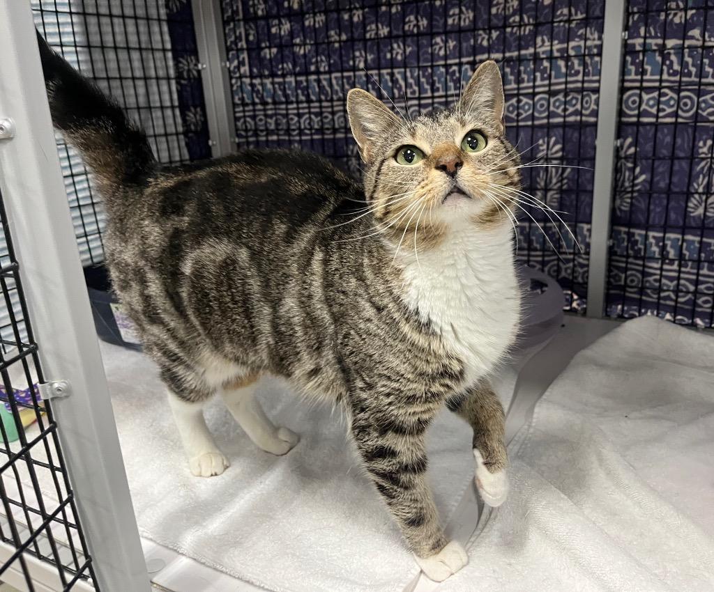 Sky Jelly, Adoptable, Young Female Domestic Short Hair.