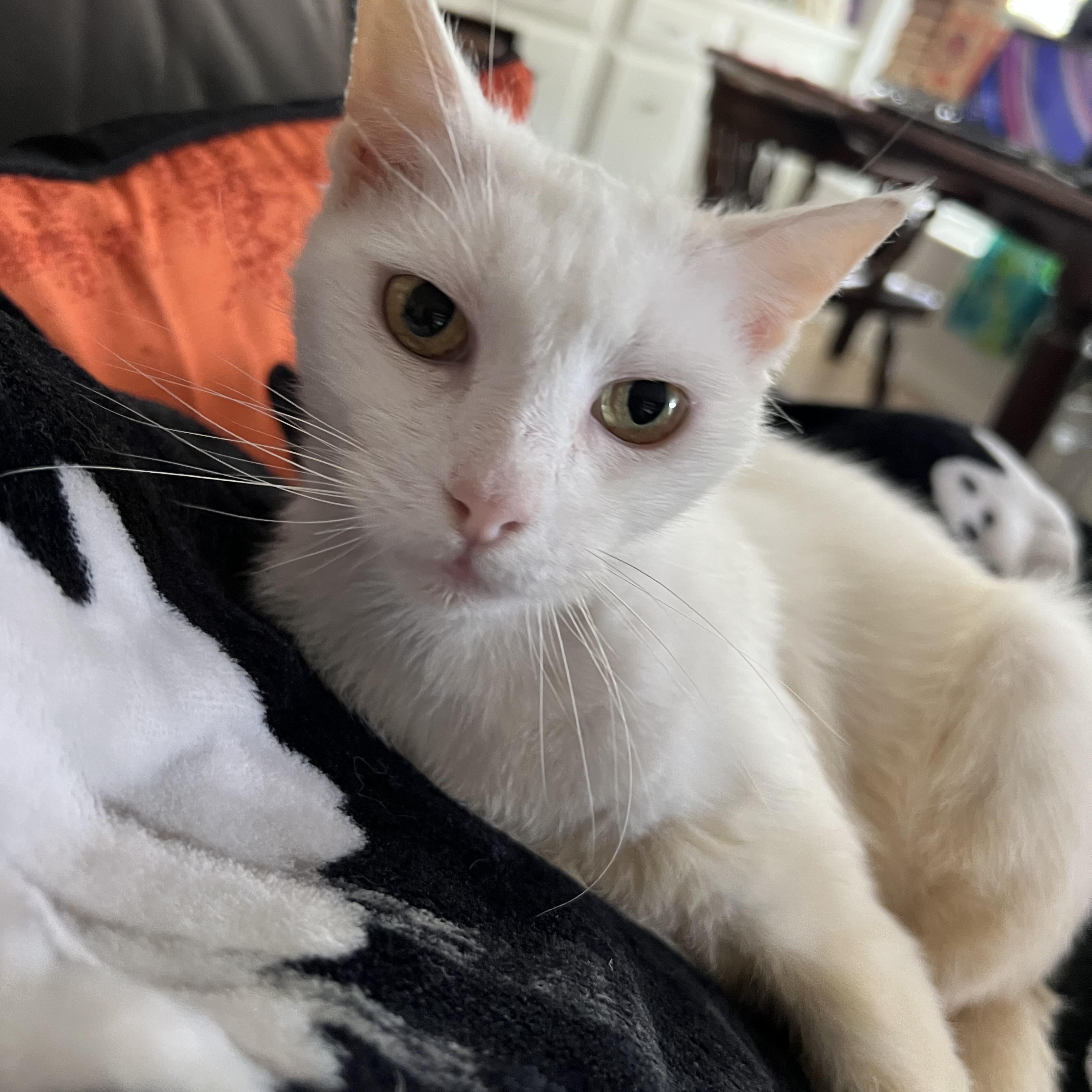 Snow Pea, Adoptable, Adult Female Domestic Short Hair.