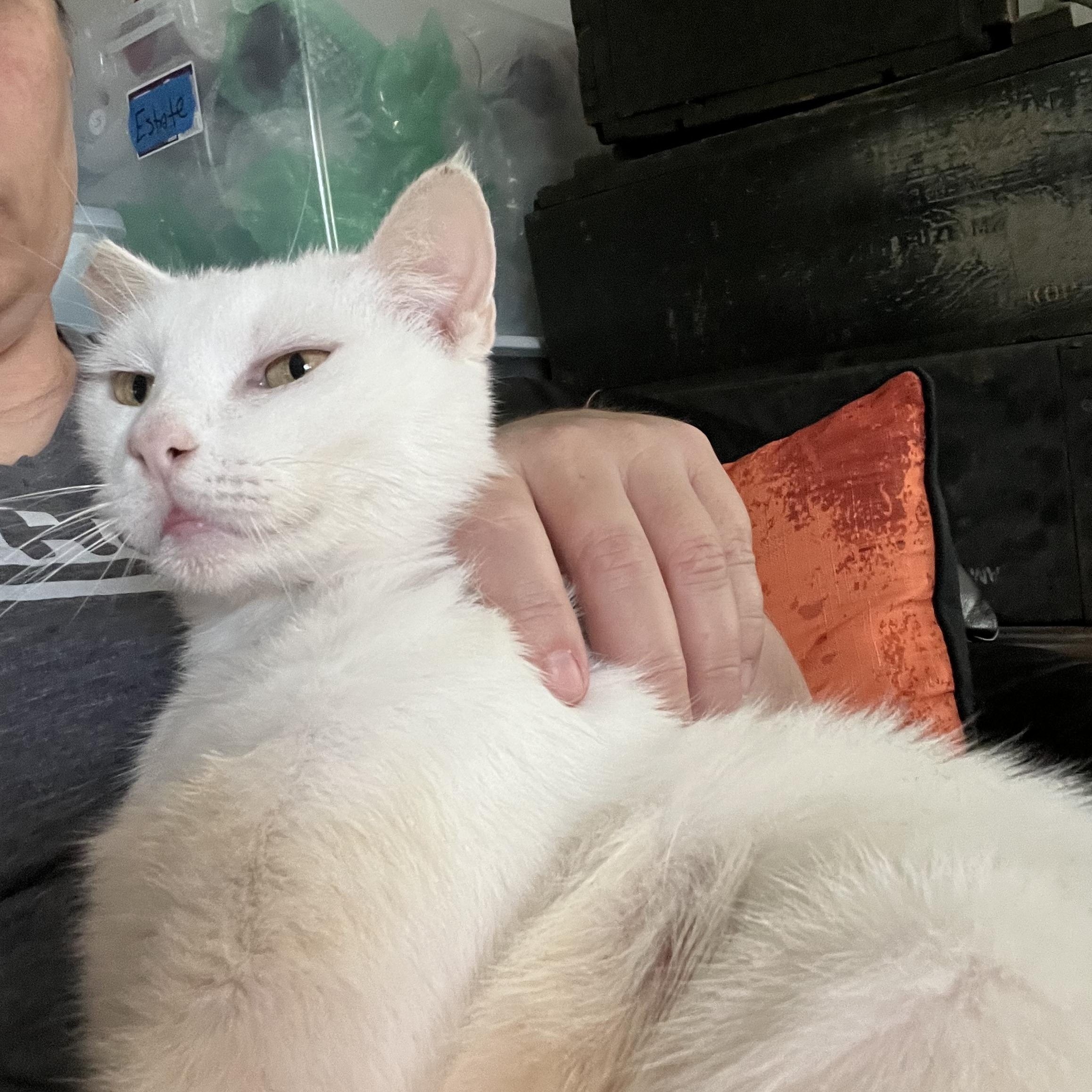 Snow Pea, a Adoptable Domestic Short Hair in Orlando, FL image 2/6