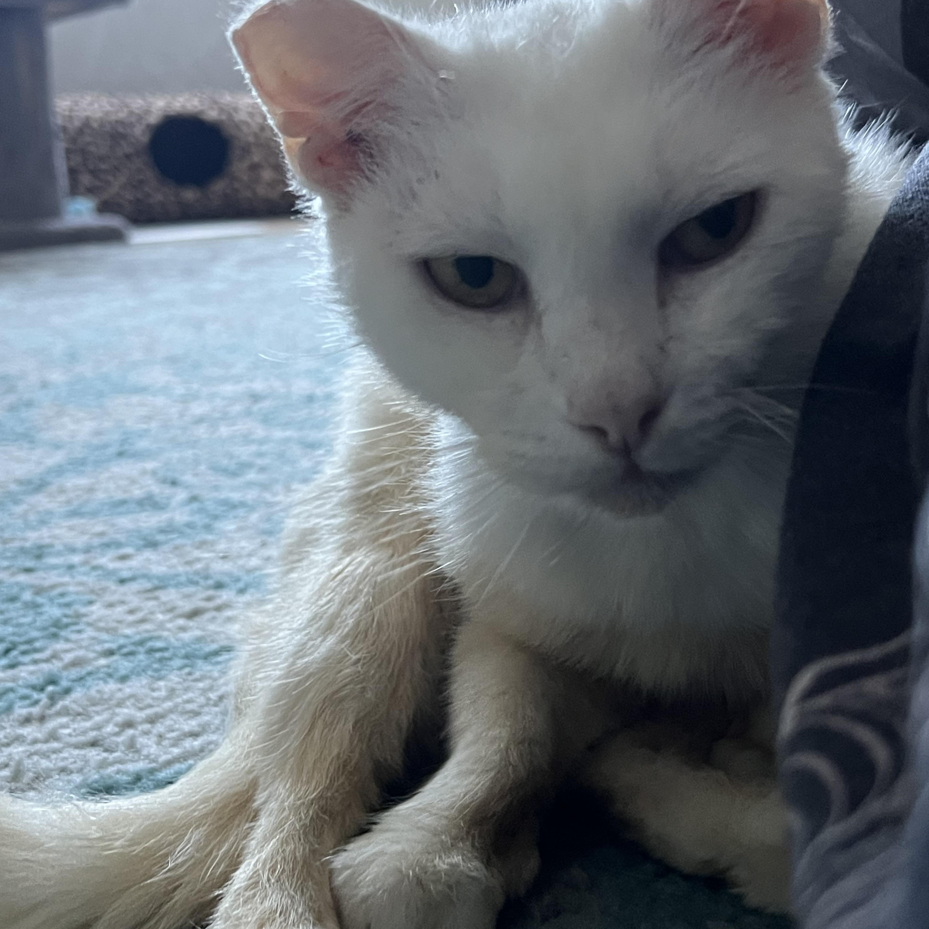 Snow Pea, a Adoptable Domestic Short Hair in Orlando, FL image 3/6