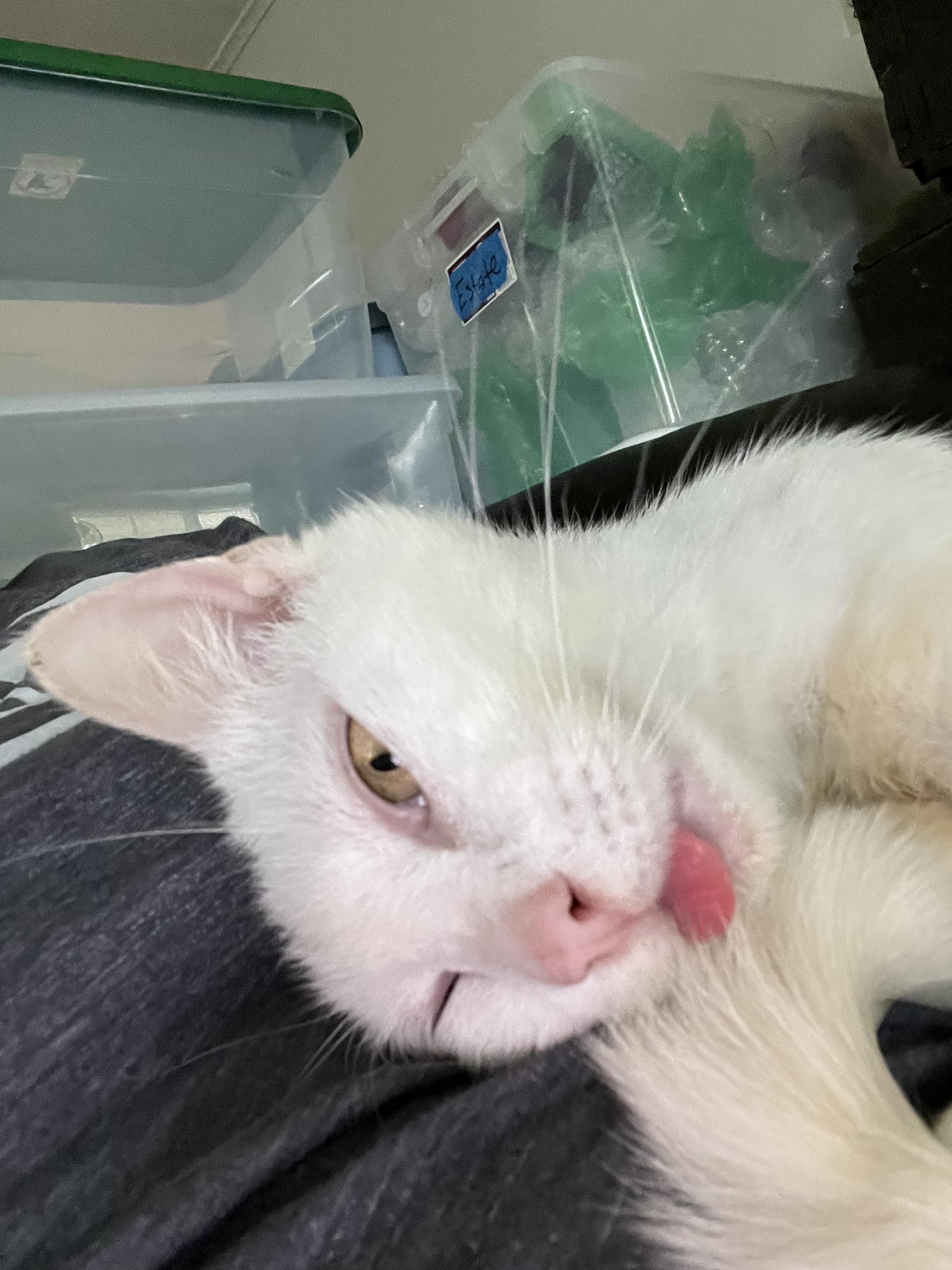 Snow Pea, a Adoptable Domestic Short Hair in Orlando, FL image 4/6