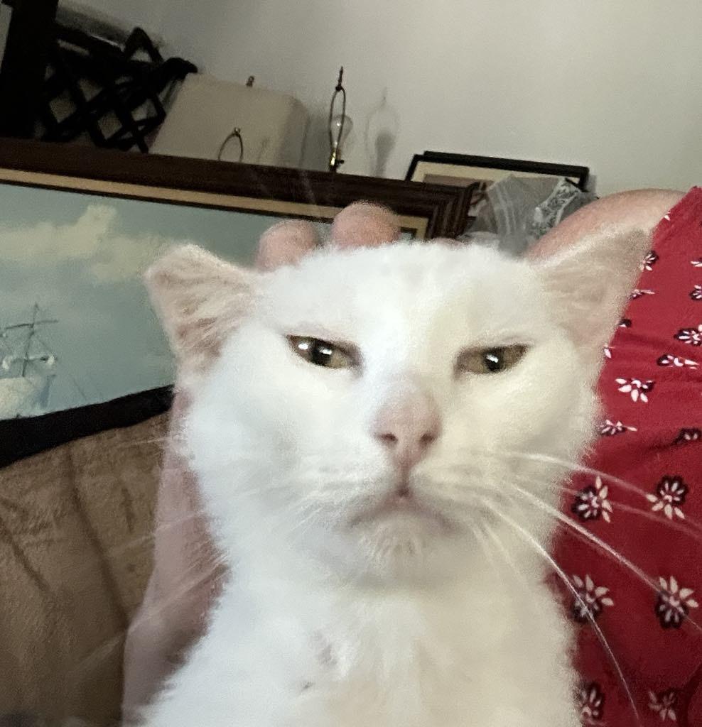 Snow Pea, a Adoptable Domestic Short Hair in Orlando, FL image 5/6