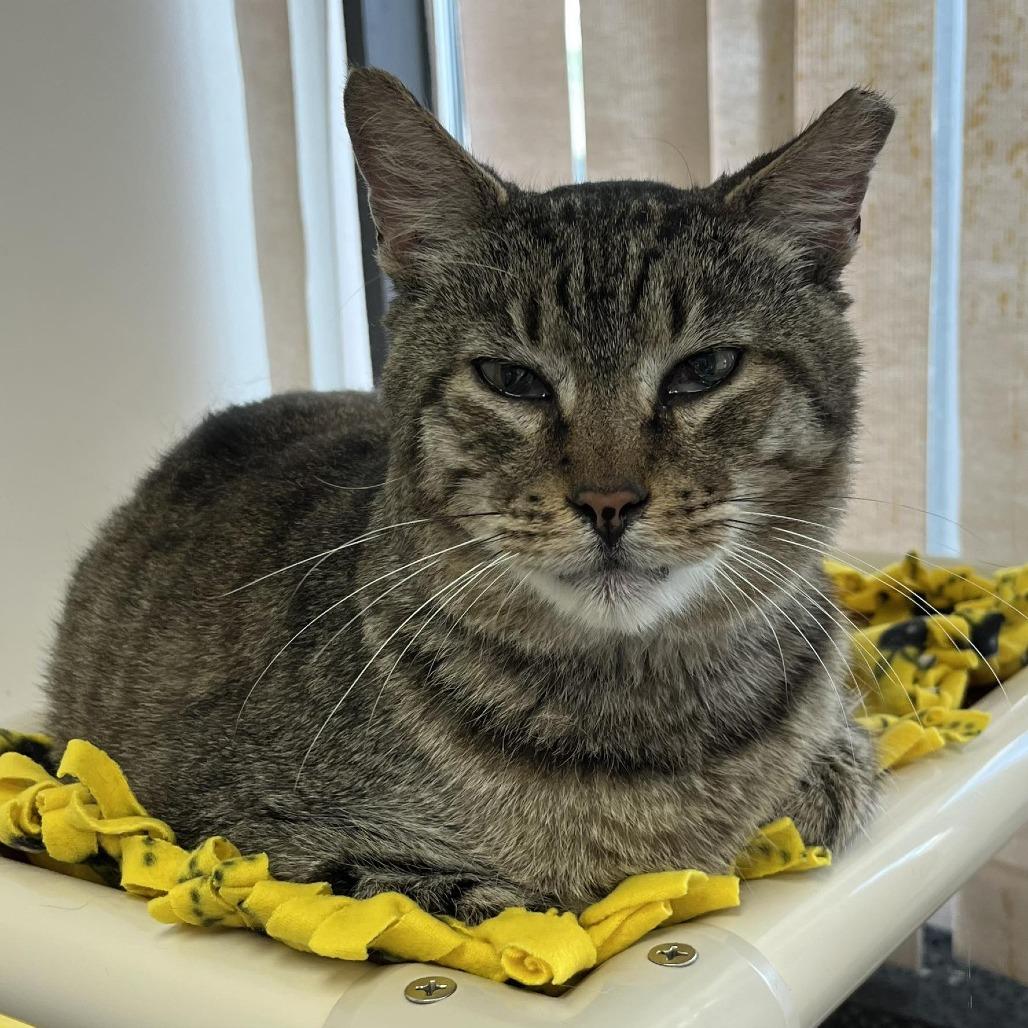 Enlarge Tater, a Adoptable Domestic Short Hair in Hamburg, NY image 1/3