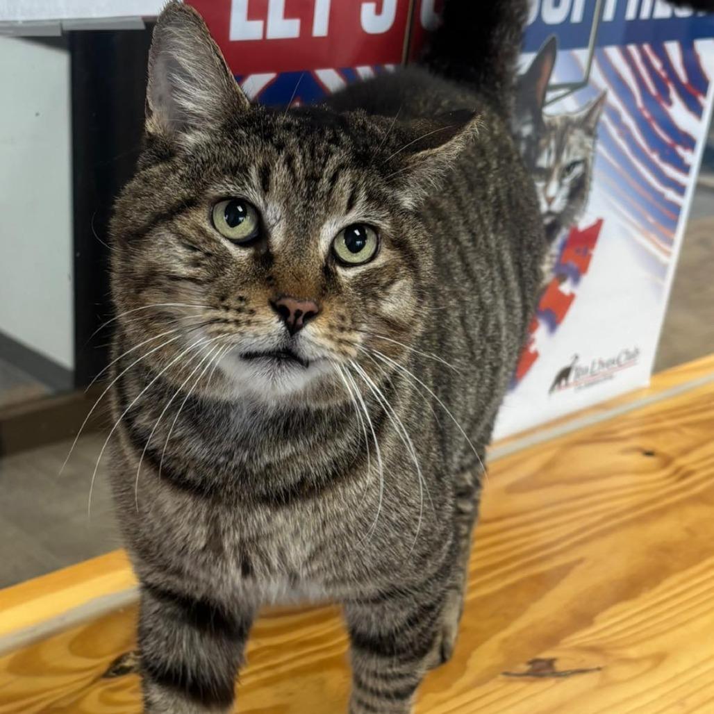 Tater, Adoptable, Adult Male Domestic Short Hair.