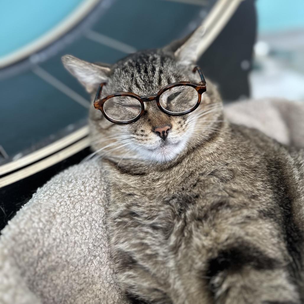 Enlarge Tater, a Adoptable Domestic Short Hair in Hamburg, NY image 2/2