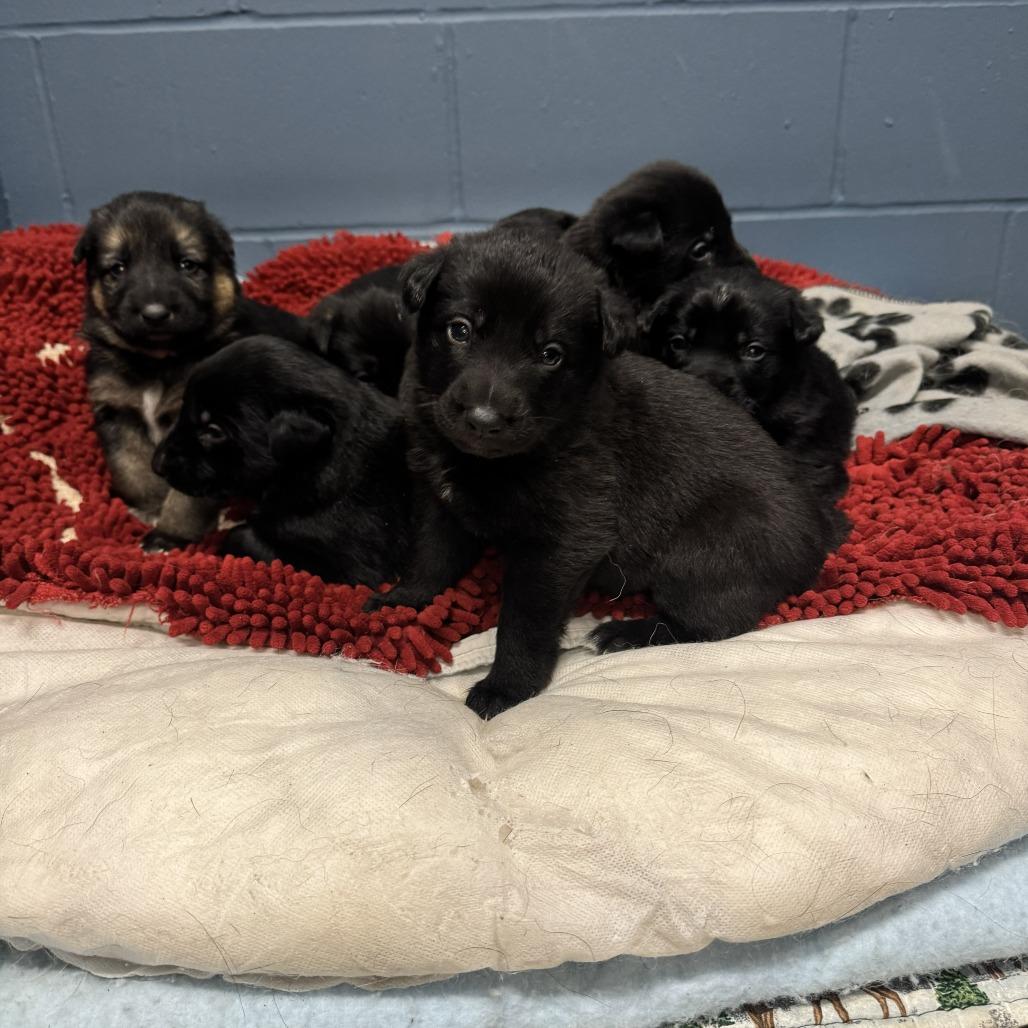 Oro - Yellow, a Adoptable German Shepherd Dog in Van Horne, IA image 3/6