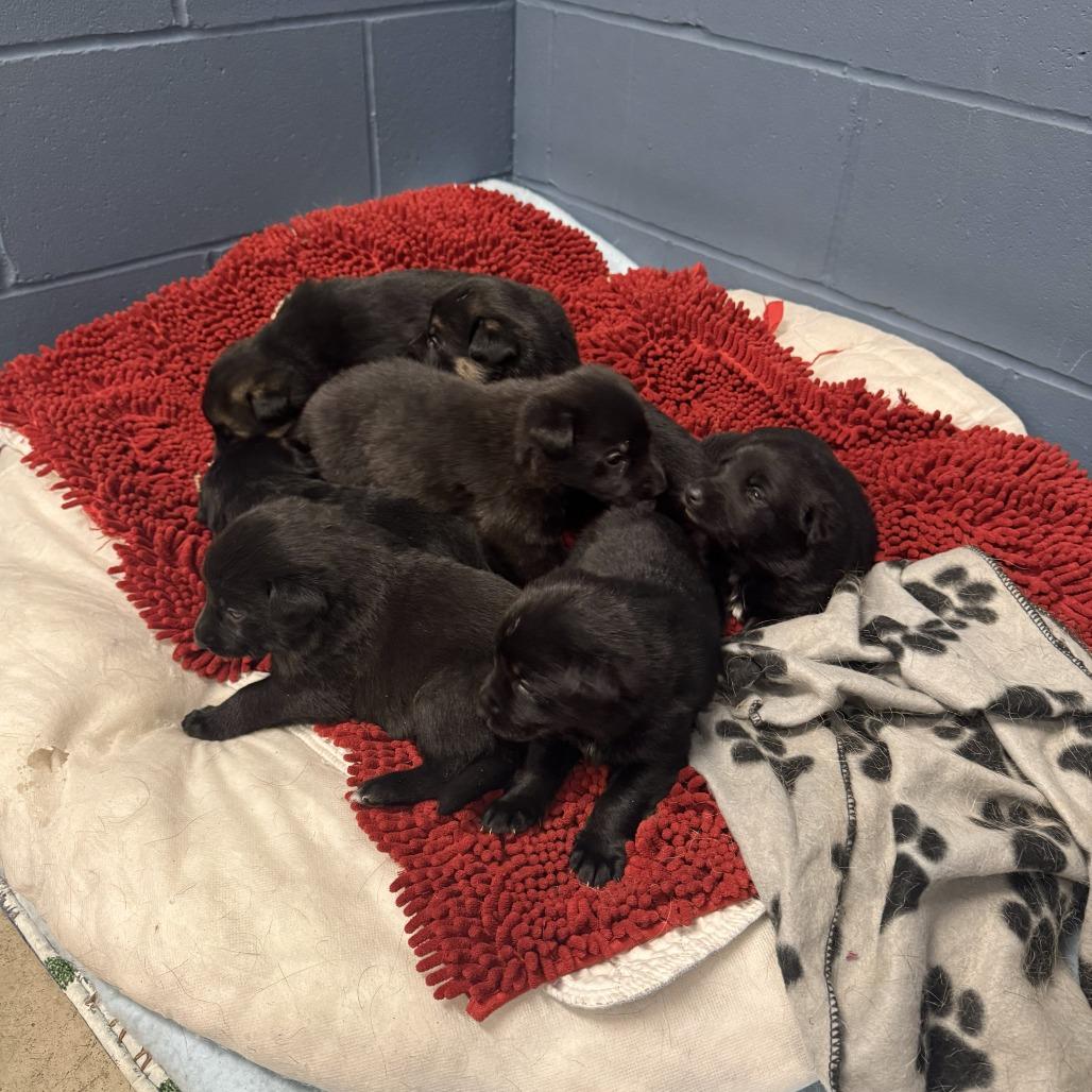 Oro - Yellow, a Adoptable German Shepherd Dog in Van Horne, IA image 4/6