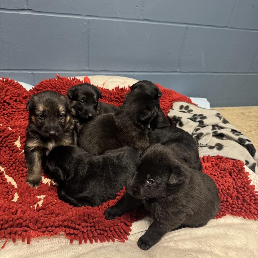 Oro - Yellow, a Adoptable German Shepherd Dog in Van Horne, IA image 5/6