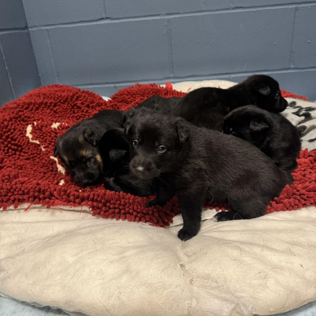 Oro - Yellow, a Adoptable German Shepherd Dog in Van Horne, IA image 6/6