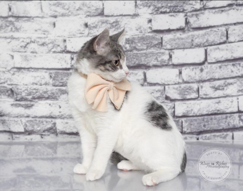 Enlarge Millie, a Adoptable mixed breed in Carlisle, PA image 4/6