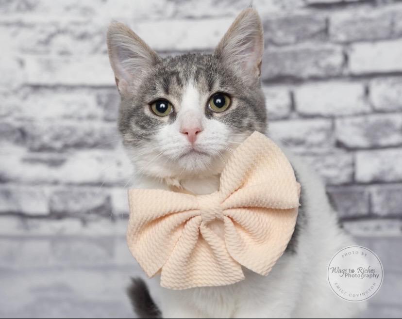 Enlarge Millie, a Adoptable mixed breed in Carlisle, PA image 6/6