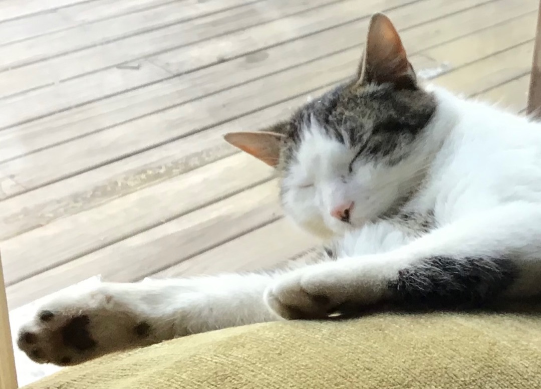 Cisco , Adoptable, Adult Male American Shorthair.