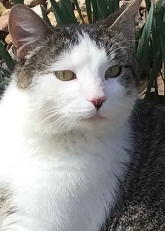 Cisco , a Adoptable American Shorthair in Yellville, AR image 2/10