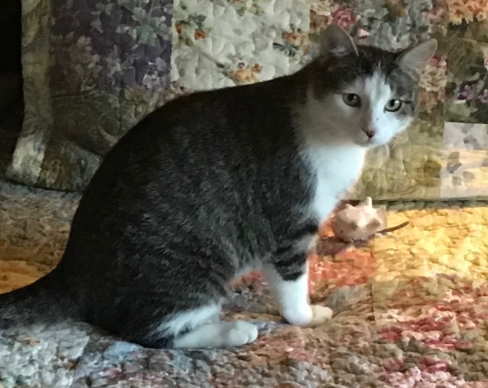 Cisco , a Adoptable American Shorthair in Yellville, AR image 3/10