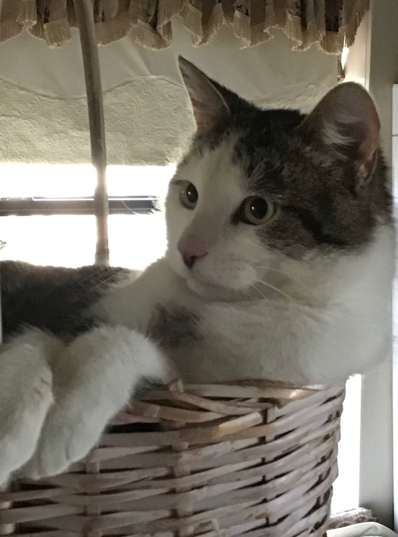 Cisco , a Adoptable American Shorthair in Yellville, AR image 4/10