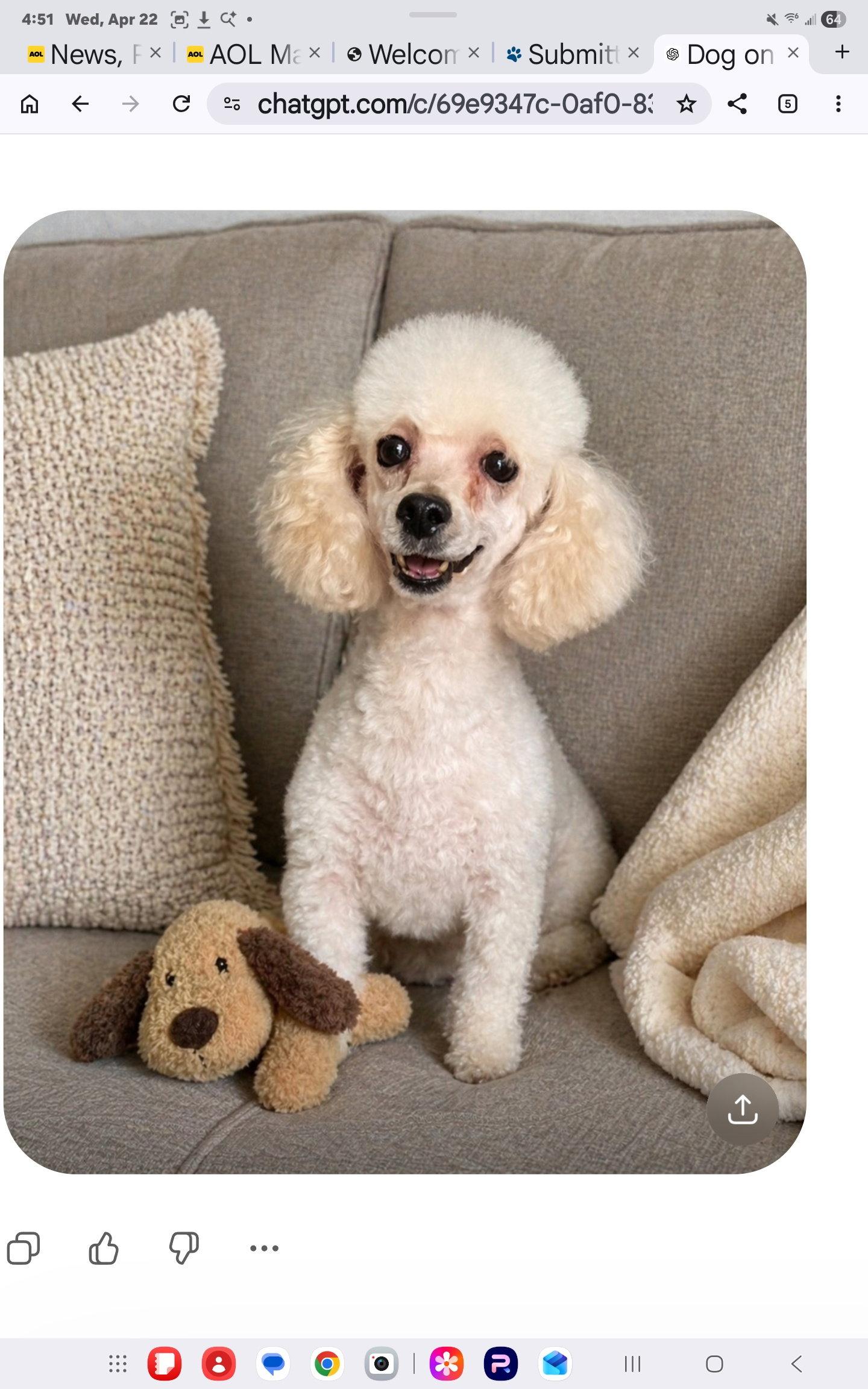 Cool Whip, Adoptable, Adult Female Poodle.