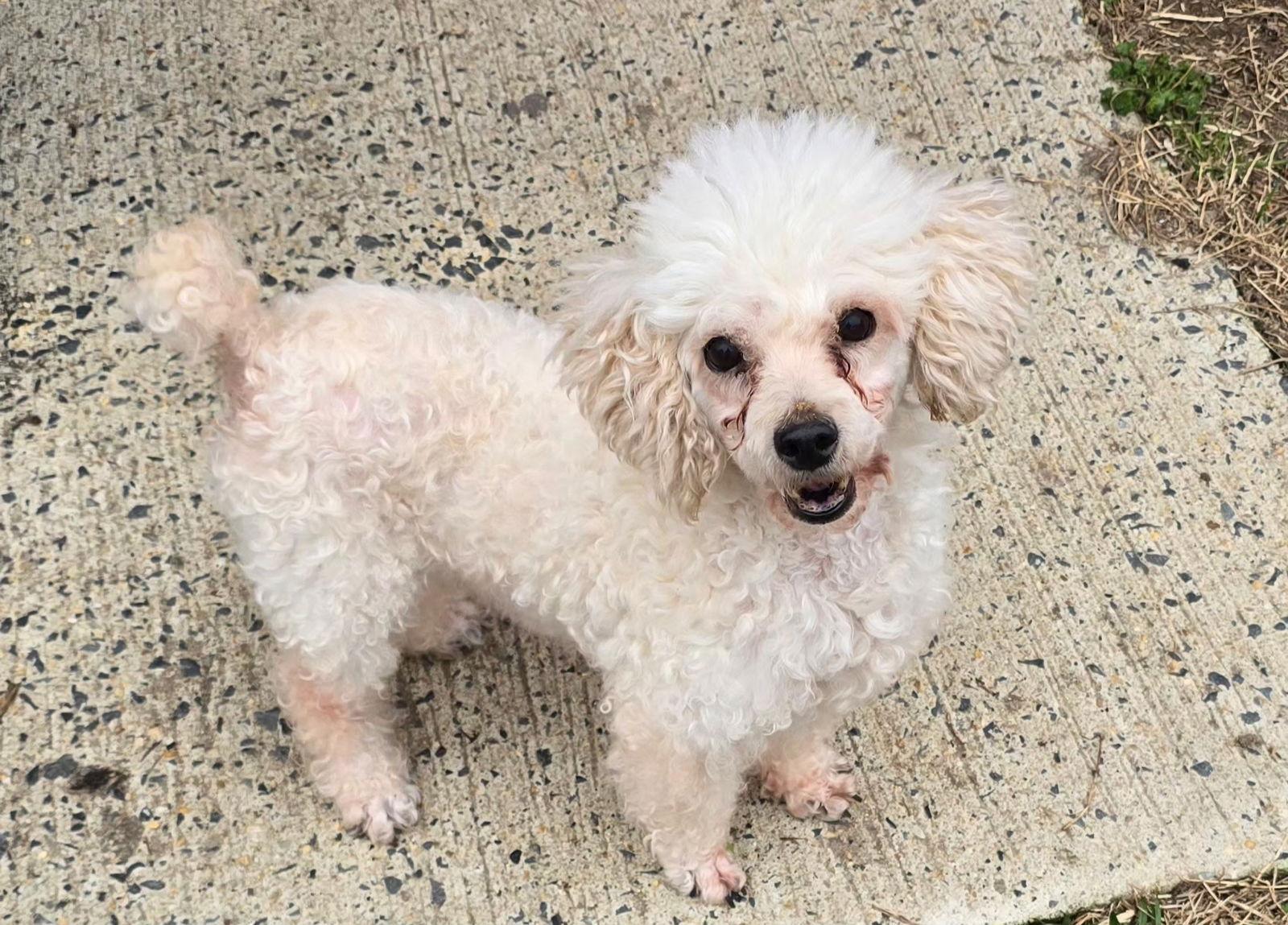 Enlarge Cool Whip, a Adoptable Poodle in Seaford, DE image 1/1
