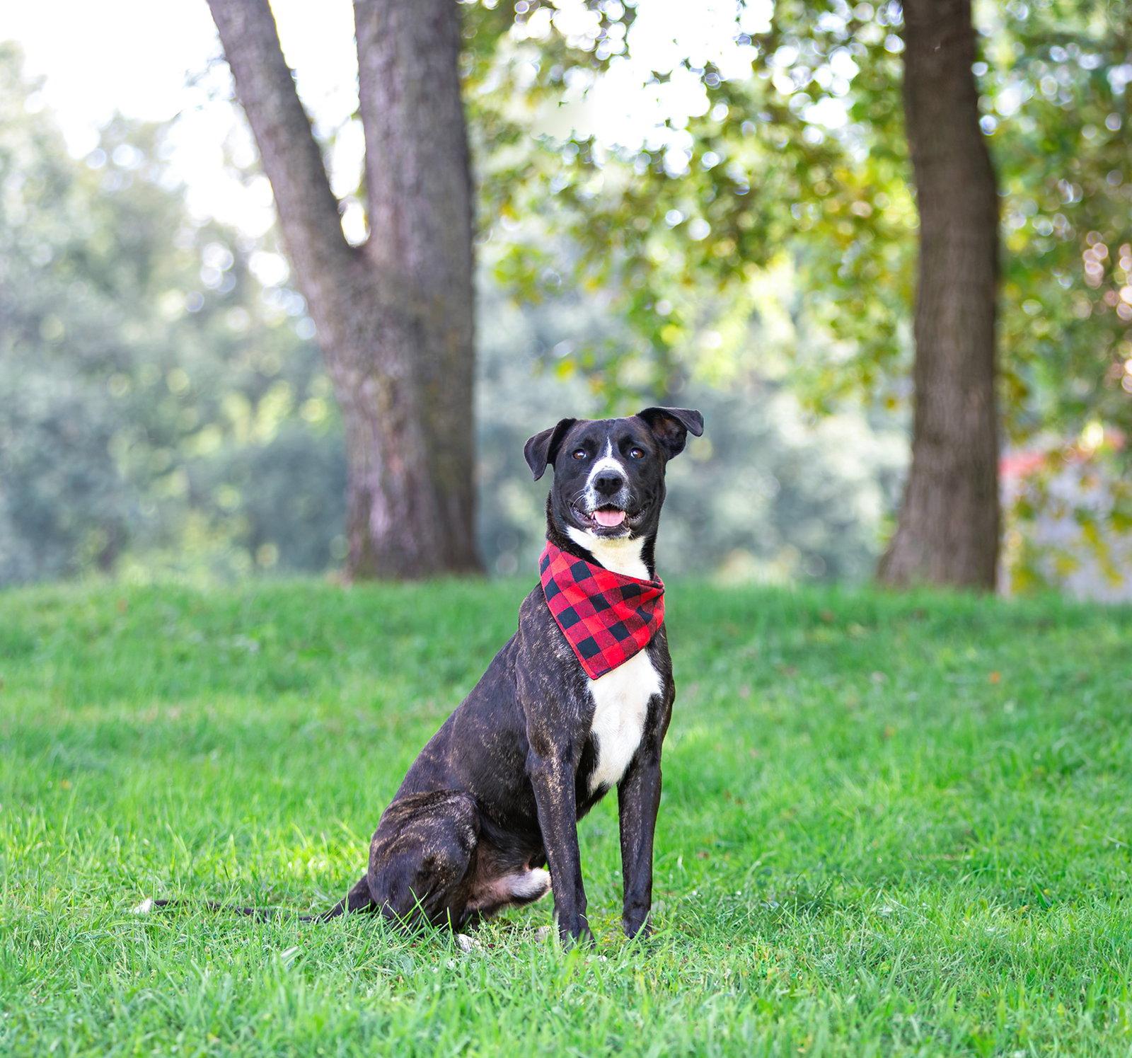 Enlarge Newt, a Adoptable Labrador Retriever in Coatesville, PA image 1/3