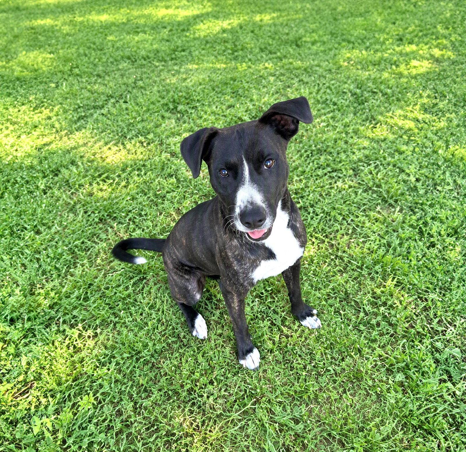 Newt, Adoptable, Young Male Labrador Retriever.