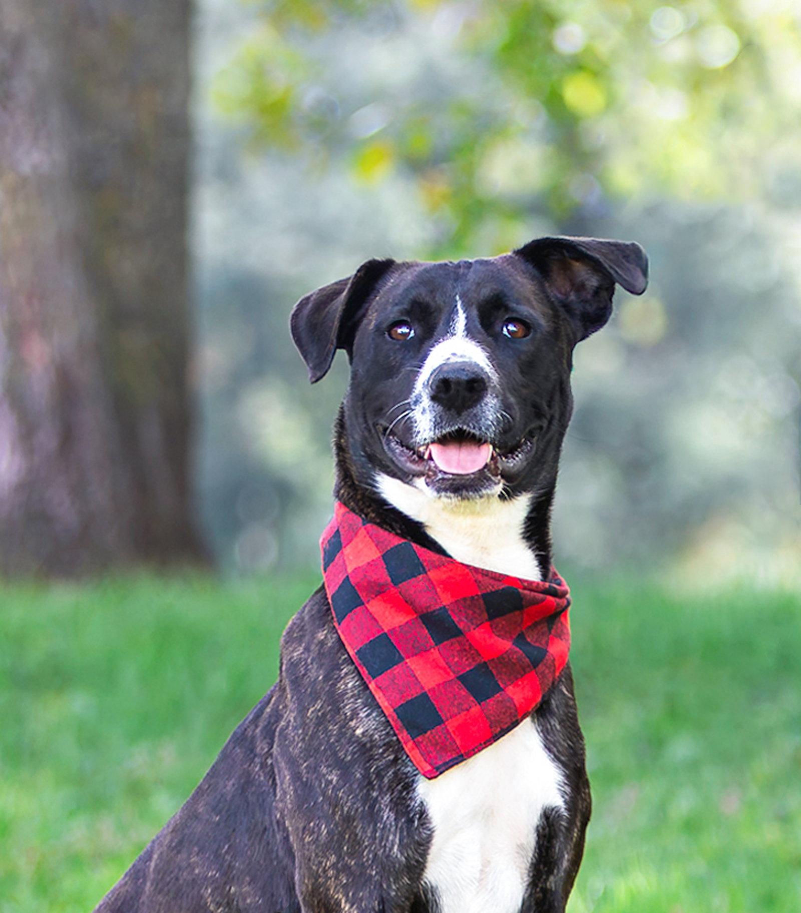 Enlarge Newt, a Adoptable Labrador Retriever in Coatesville, PA image 3/3