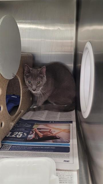 AURORA, Adoptable, Adult Female Domestic Short Hair.