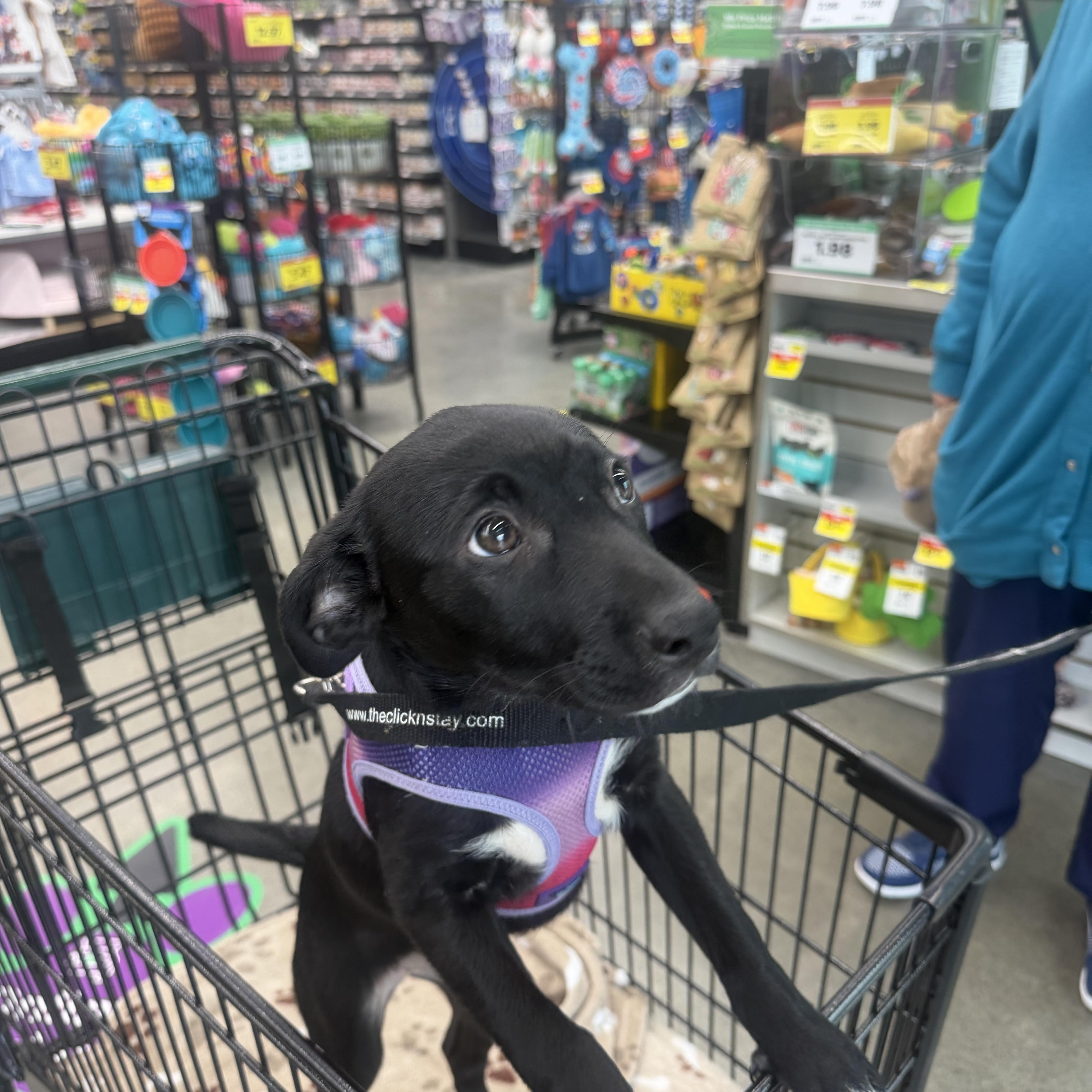 Enlarge Ella, a Adoptable mixed breed in Toledo, OH image 3/3