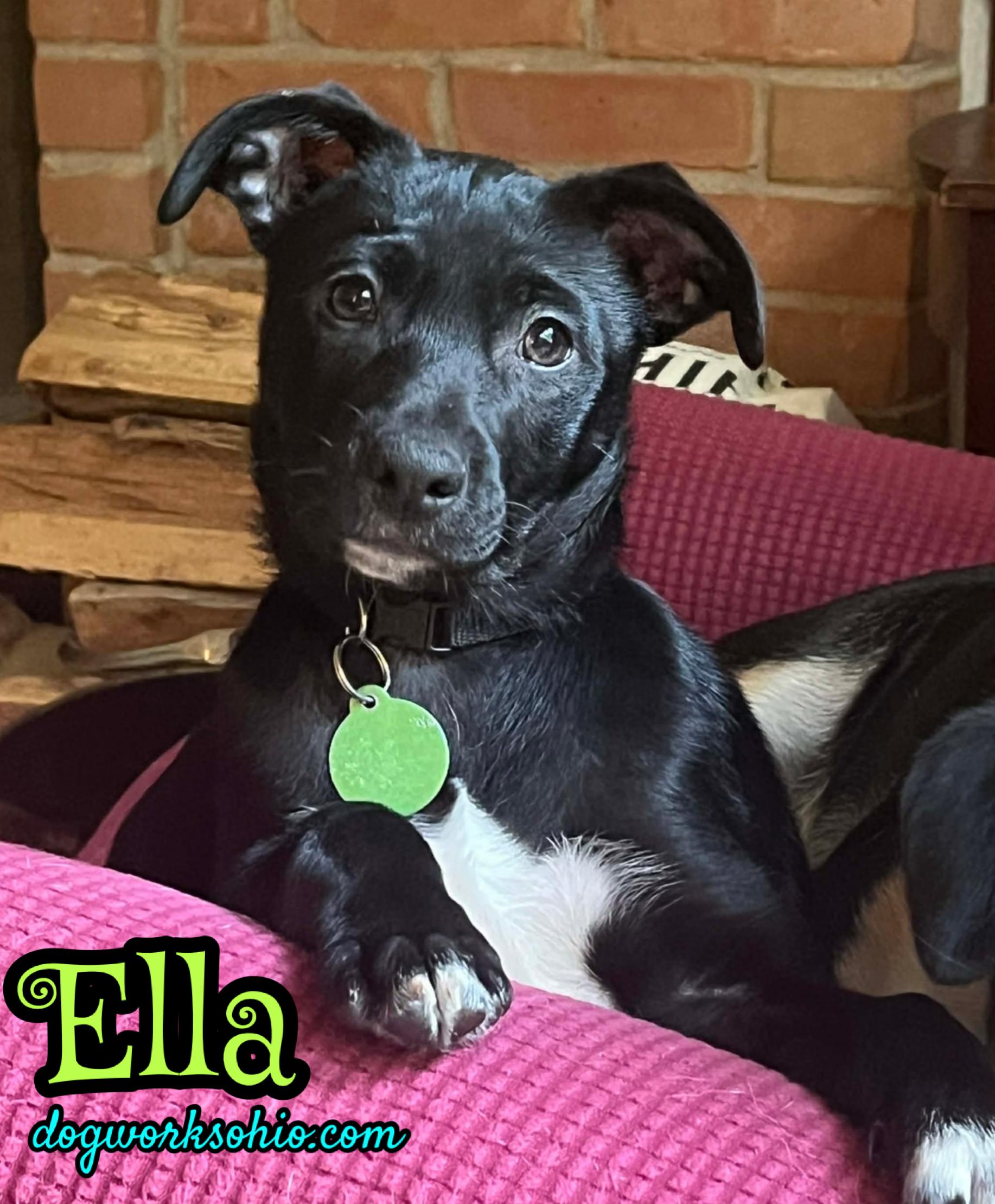 Enlarge Ella, a Adoptable mixed breed in Toledo, OH image 1/3