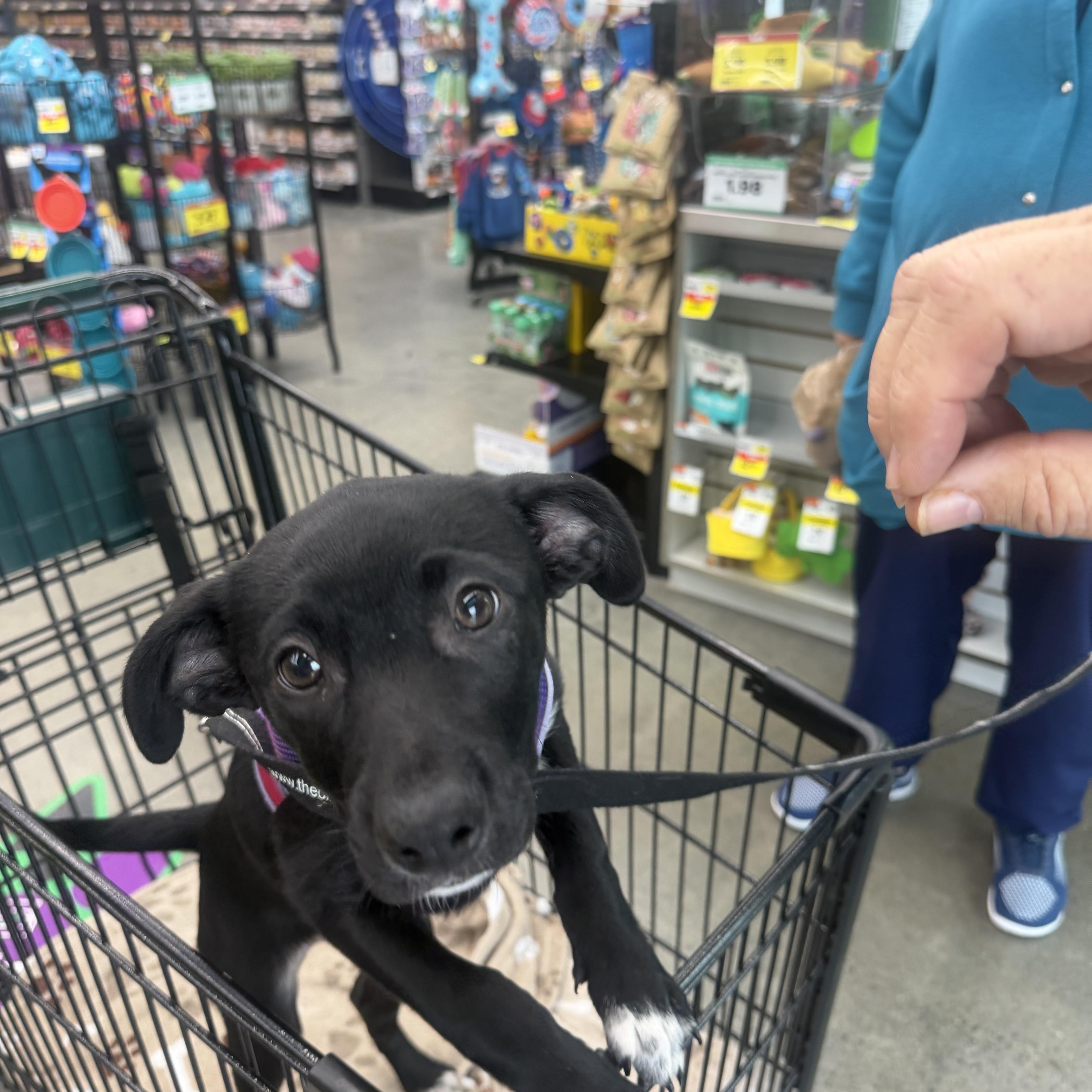 Enlarge Ella, a Adoptable mixed breed in Toledo, OH image 2/3