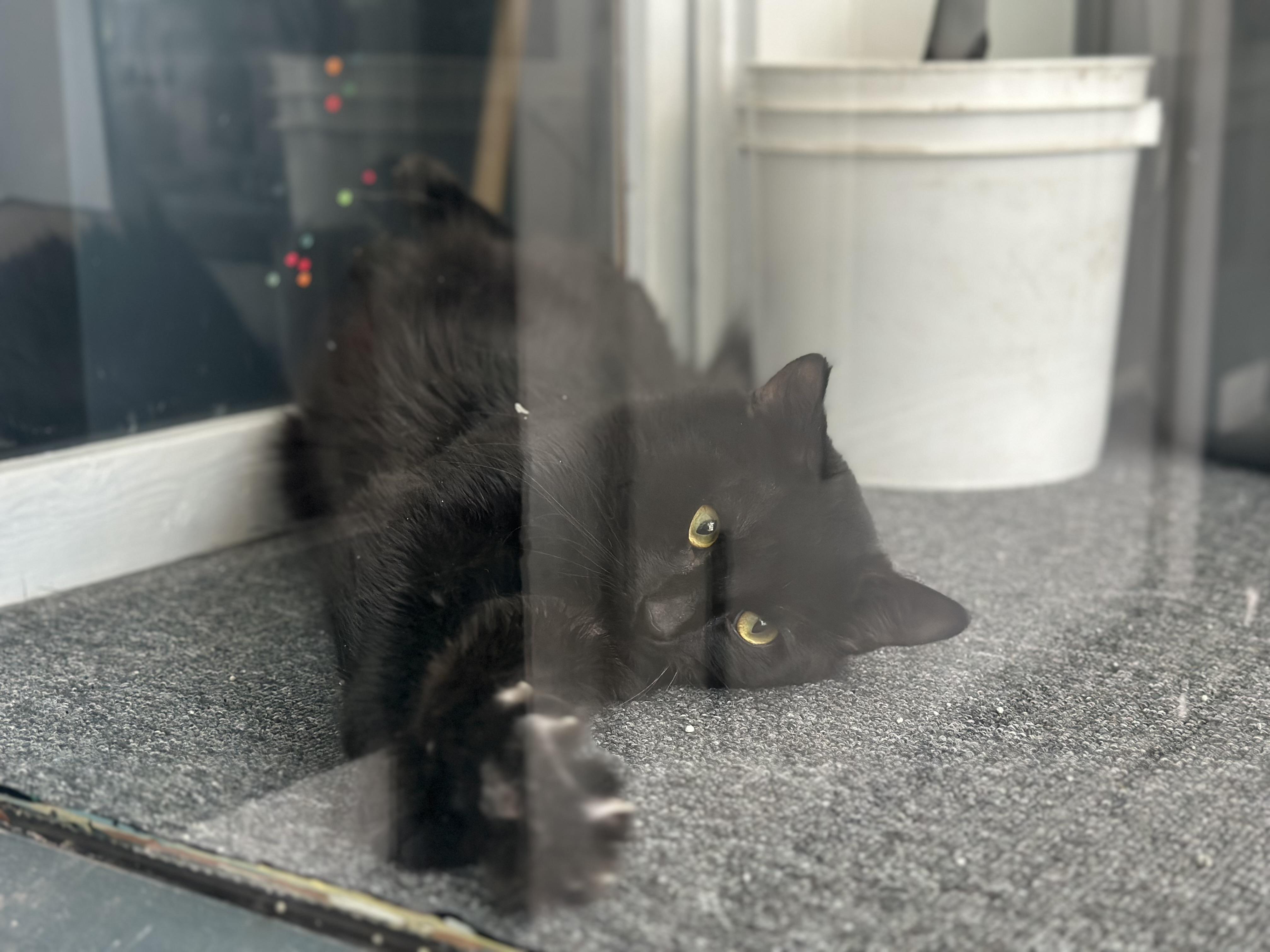 Enlarge Cash, a Adopted Domestic Medium Hair in Tyrone, PA image 2/3