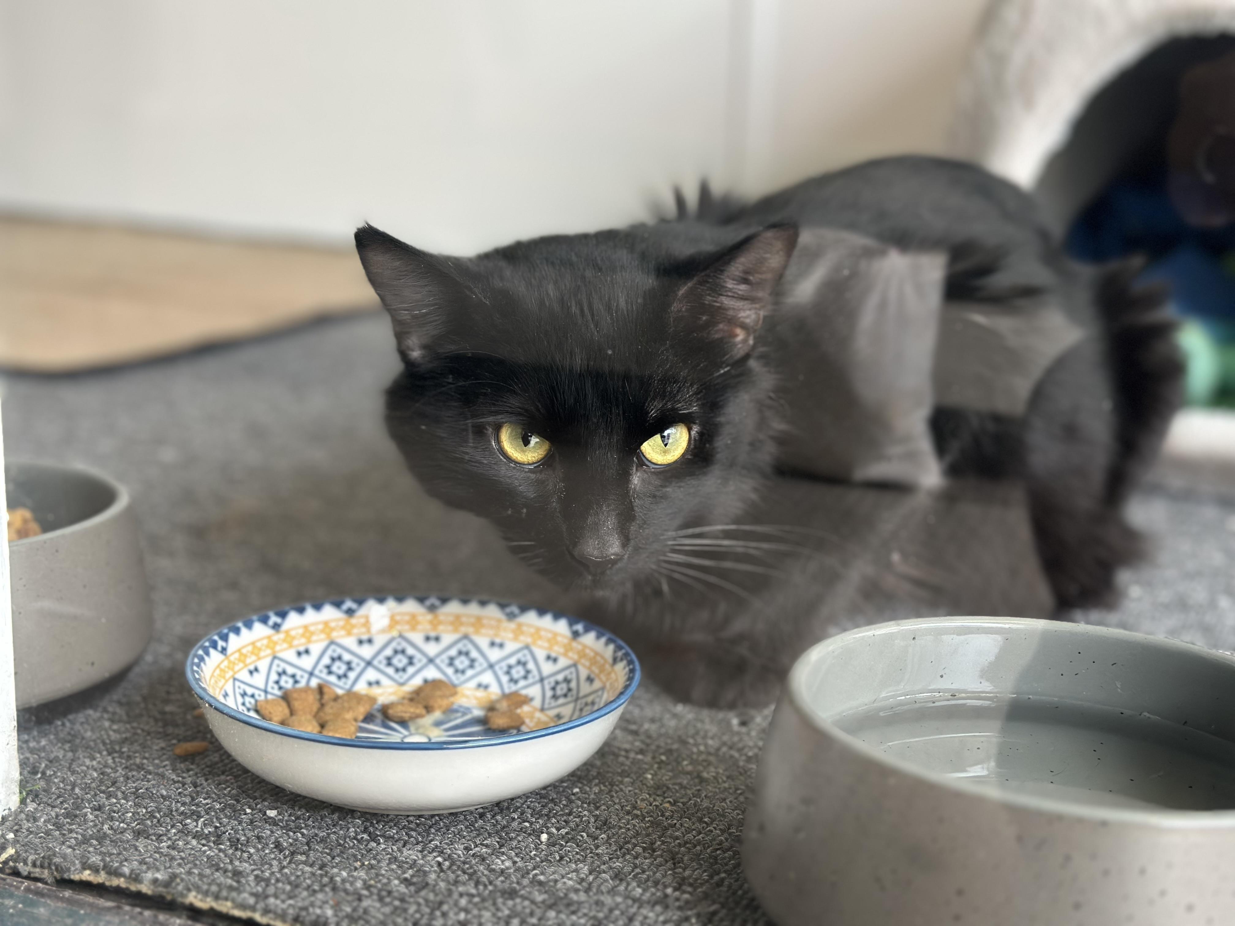 Enlarge Cash, a Adopted Domestic Medium Hair in Tyrone, PA image 1/3