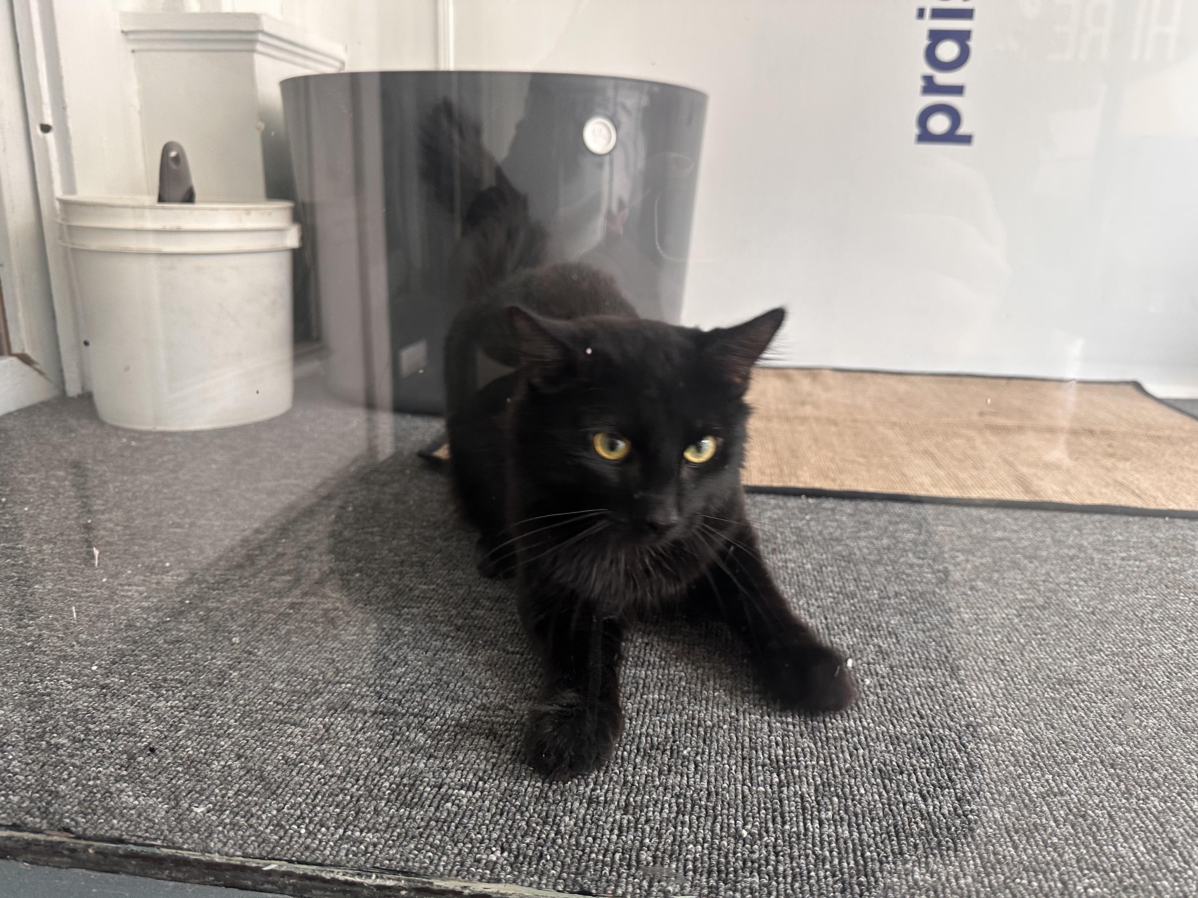 Enlarge Cash, a Adopted Domestic Medium Hair in Tyrone, PA image 3/3