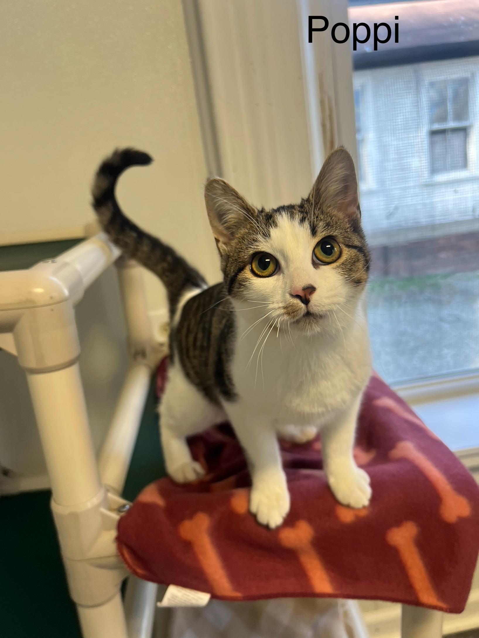 Poppi