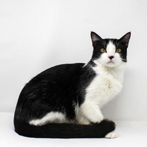 Stocking, a Adoptable Domestic Short Hair in Florence, AZ image 1/2