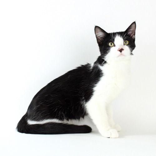 Stocking, a Adoptable Domestic Short Hair in Florence, AZ image 2/2