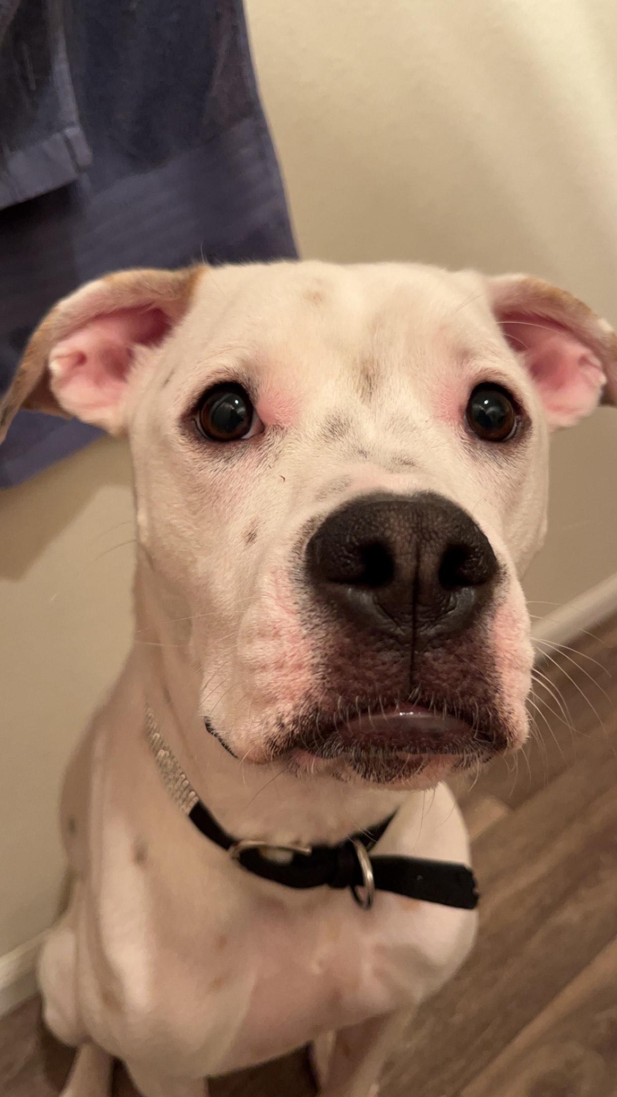 Dottie, a ADOPTABLE Mixed Breed in Puyallup, WA image 3/6