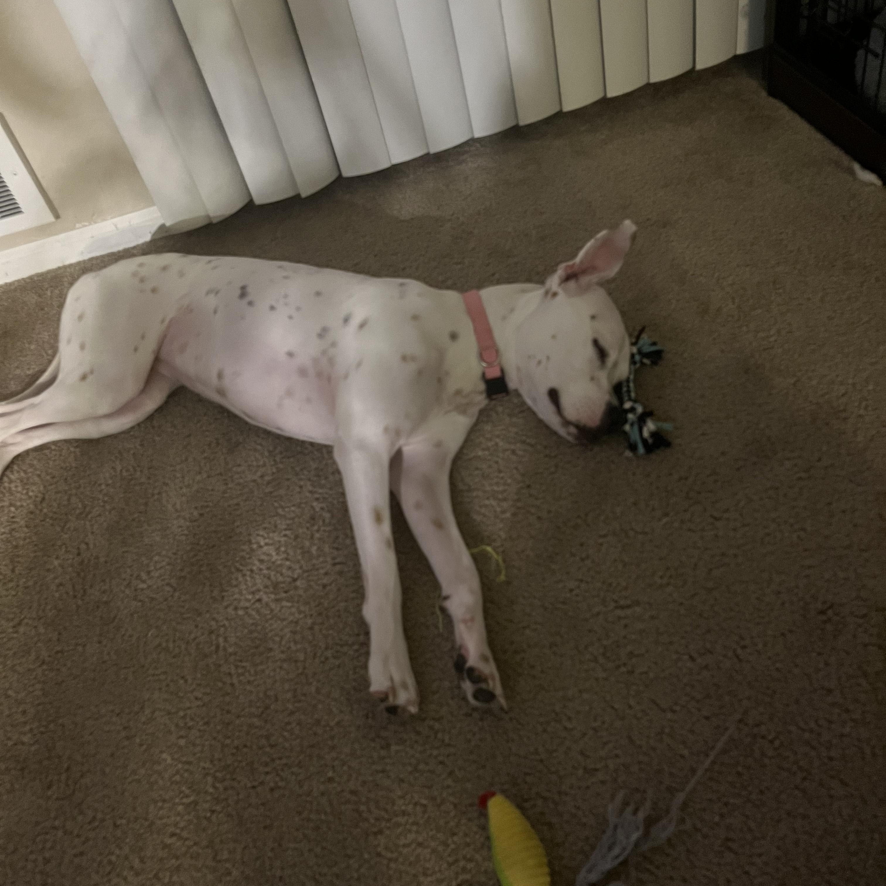 Dottie, a ADOPTABLE Mixed Breed in Puyallup, WA image 5/6