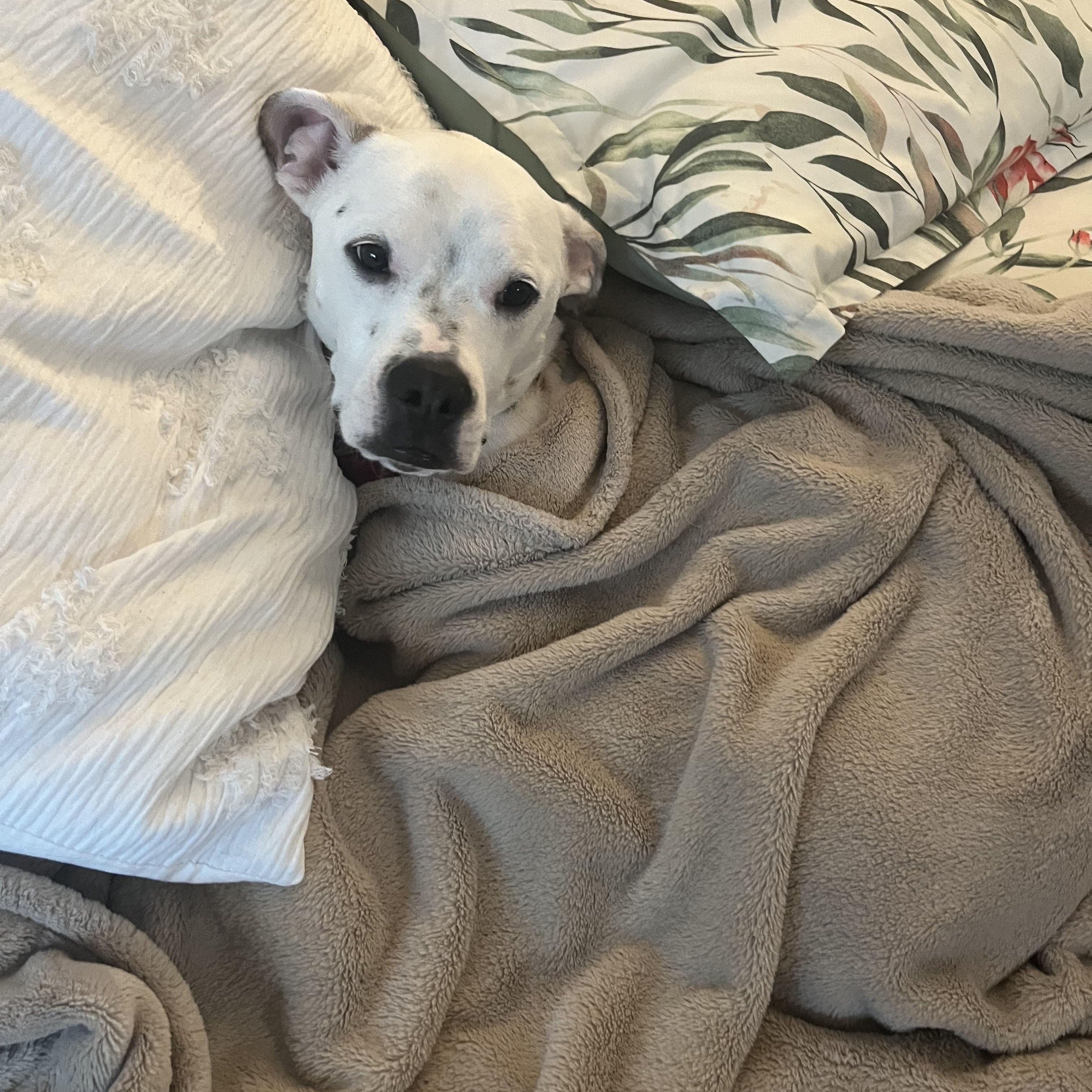 Dottie, a ADOPTABLE Mixed Breed in Puyallup, WA image 2/6